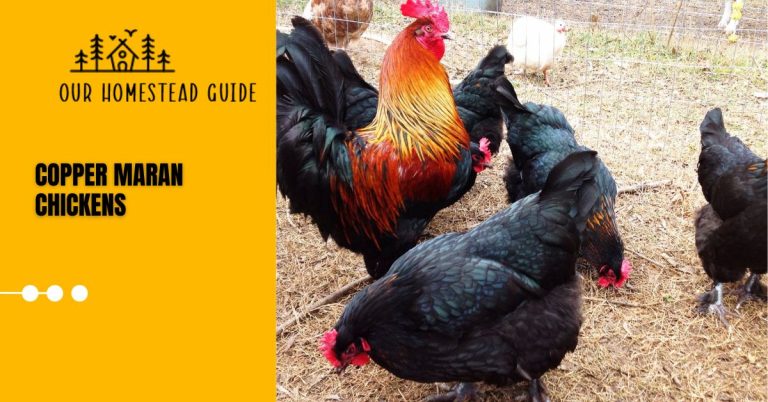 Copper Maran Chickens: History, Appearance, Eggs and Care Guide