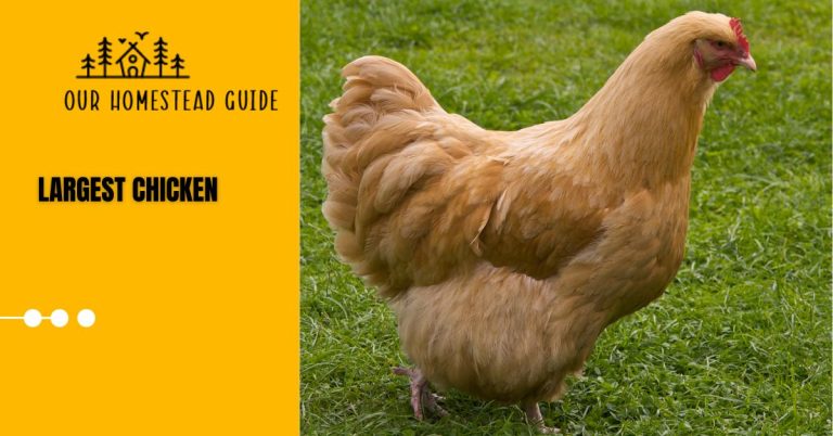 12 Top Most Largest Chicken Breeds