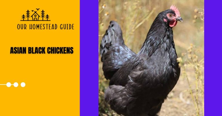 Asian Black Chickens: Traits, Benefits, and Care Complete Guide