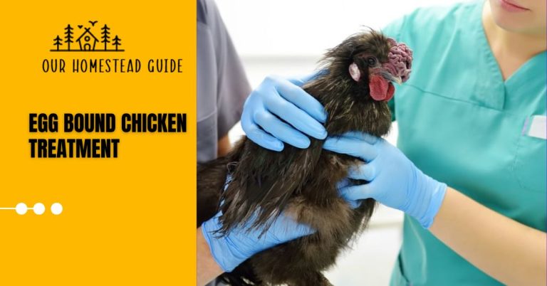 Egg Bound Chicken Treatment: Causes And Symptoms,