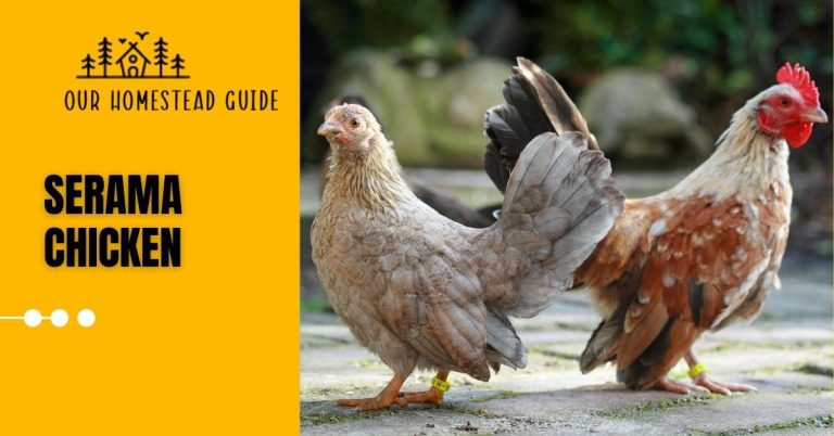 Serama Chicken: Breed History, Size, Eggs, Health and Care