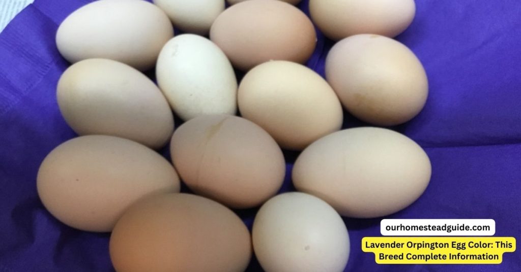 Lavender Orpington Egg Color