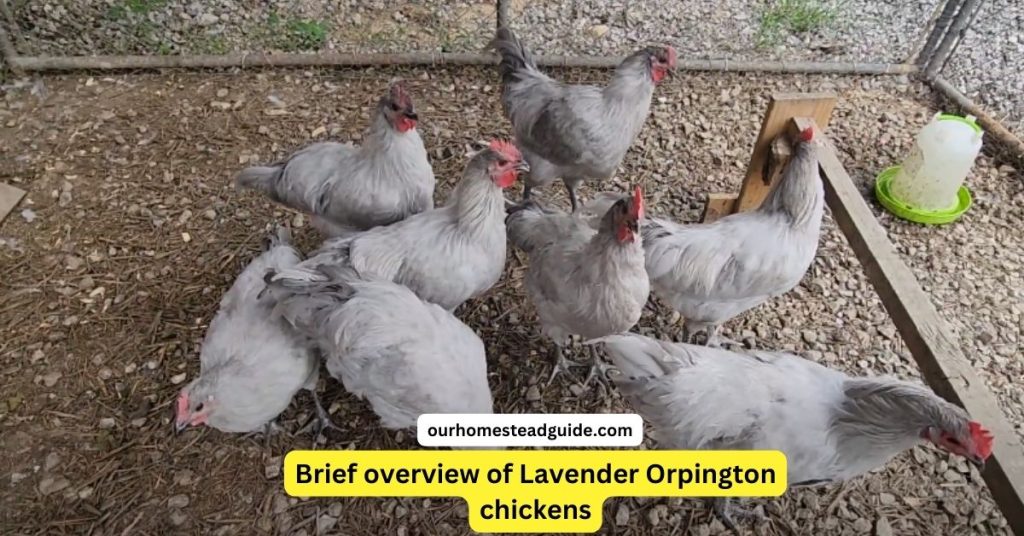 Lavender Orpington Egg Color