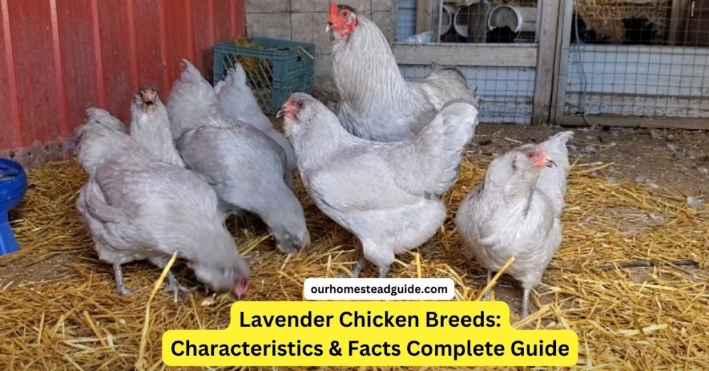 lavender chicken breeds