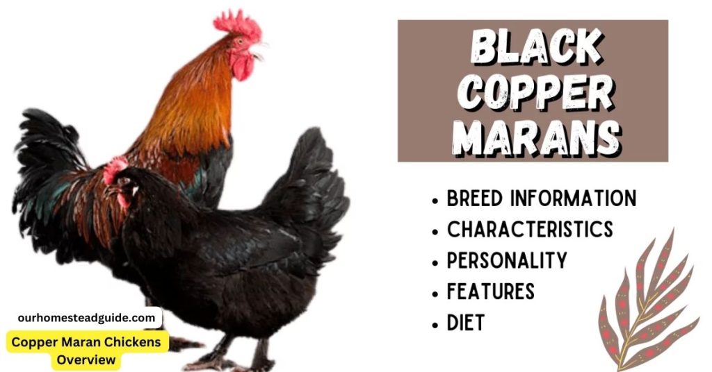 Copper Maran Chickens