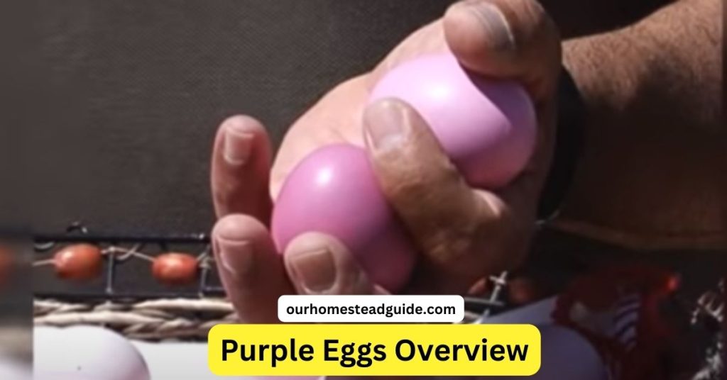 Purple Eggs