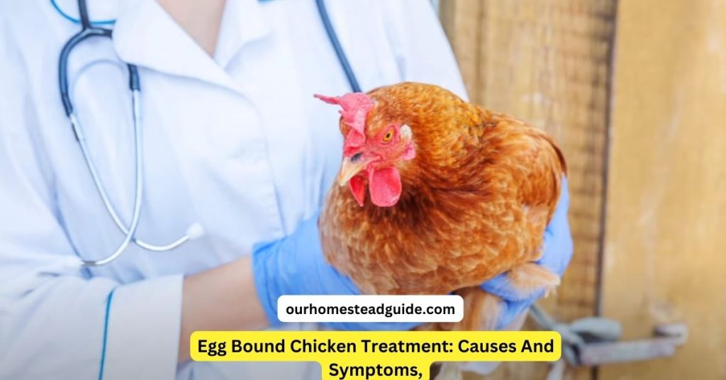 Egg Bound Chicken Treatment