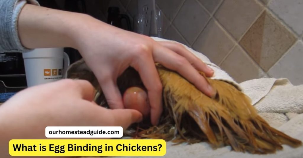 Egg Bound Chicken Treatment