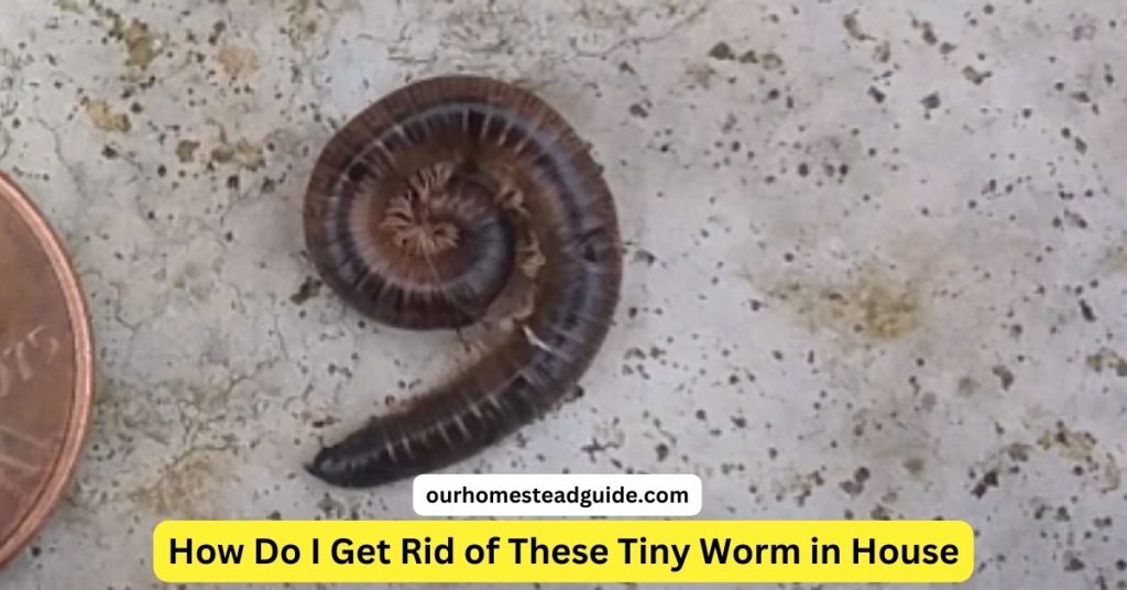 Tiny Worm in House
