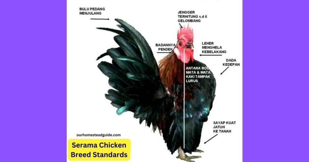 Serama Chicken