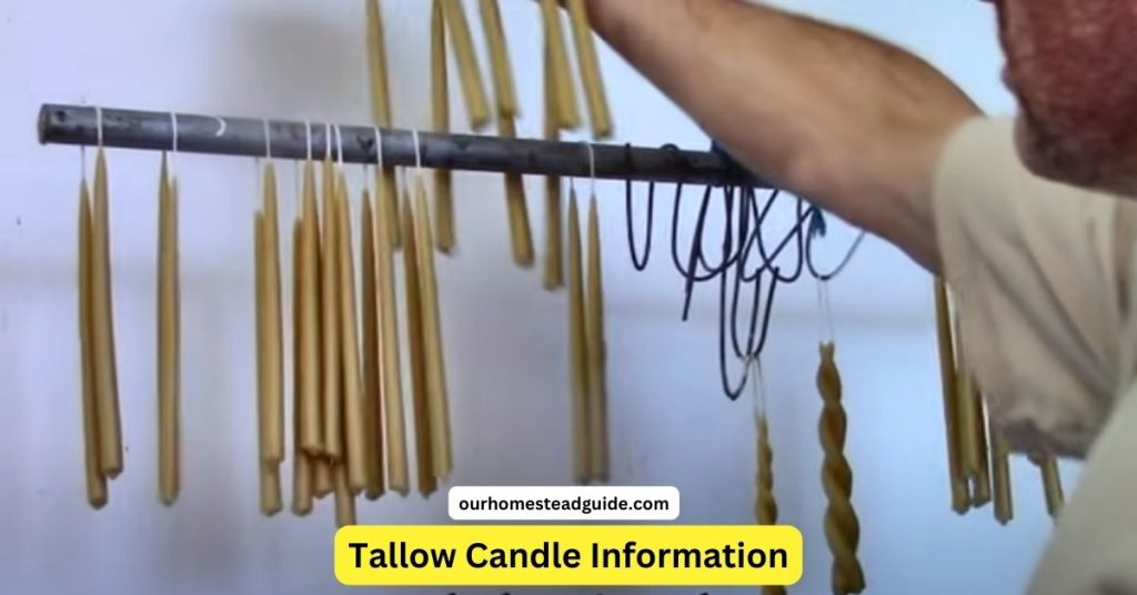 Tallow Candles