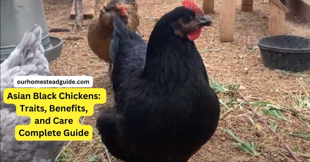Asian Black Chickens