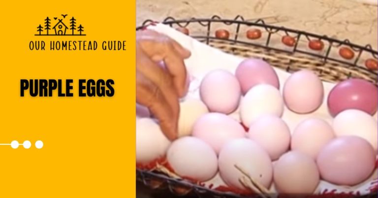 Which Chicken Lays Purple Eggs? Complete Guide